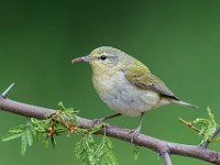 A2Z5221c  Tennessee Warbler (Oreothlypis peregrina)